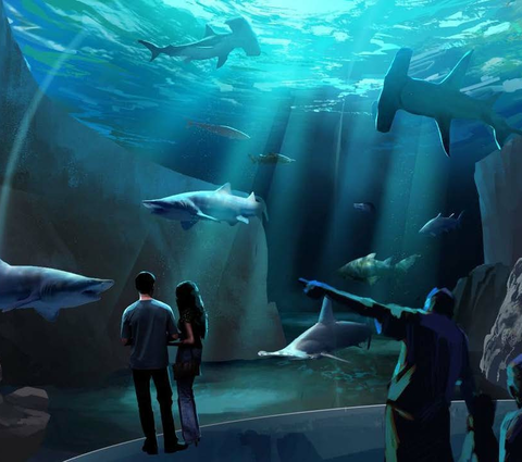 Georgie Shark Tank